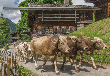 Für alle Allgäu Fans