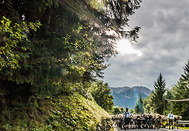 viehscheid hindelang bergschön