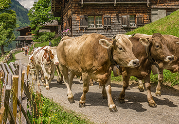 Bergschön Oberallgäu Oberstdorf Gerstruben Alpauftrieb