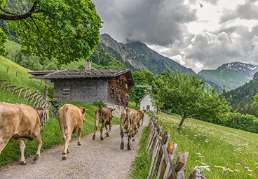 frau bergschön allgäu gerstruben alpauftrieb