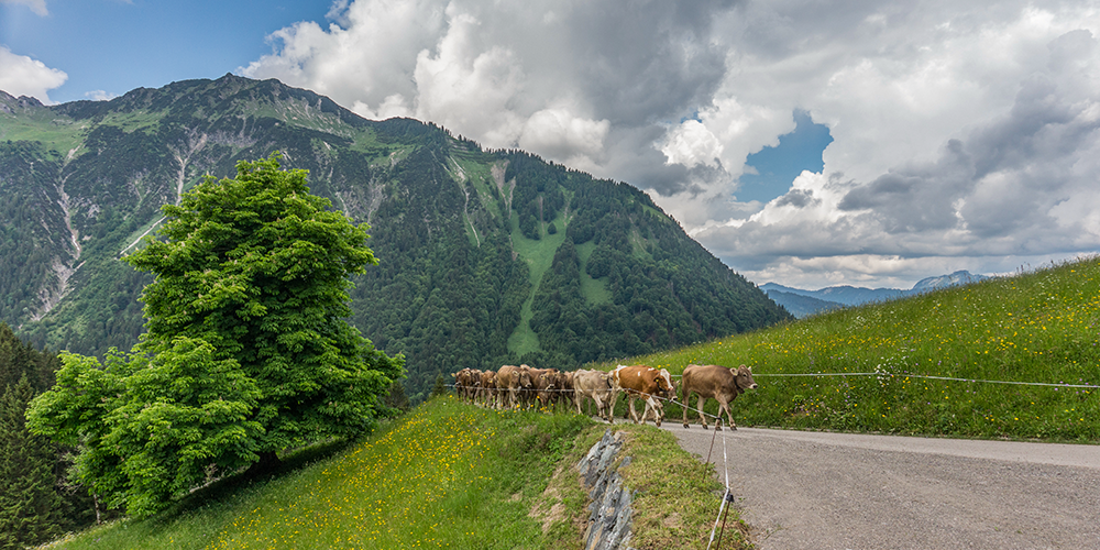 Alpenauftrieb Gerstruben Oberstdorf