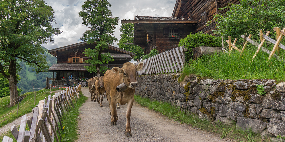 Alpenauftrieb Gerstruben Oberstdorf