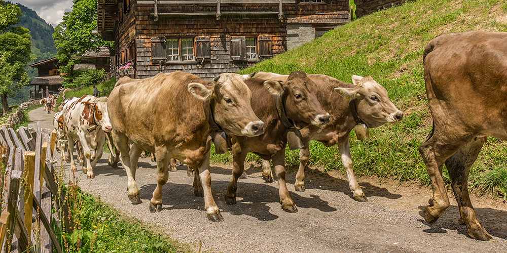 Alpenauftrieb Gerstruben Oberstdorf