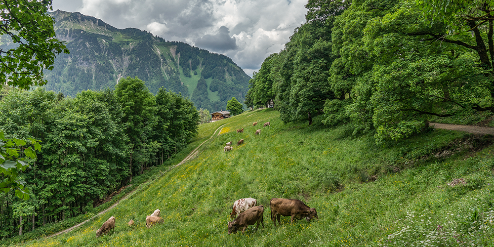 Alpenauftrieb Gerstruben Oberstdorf