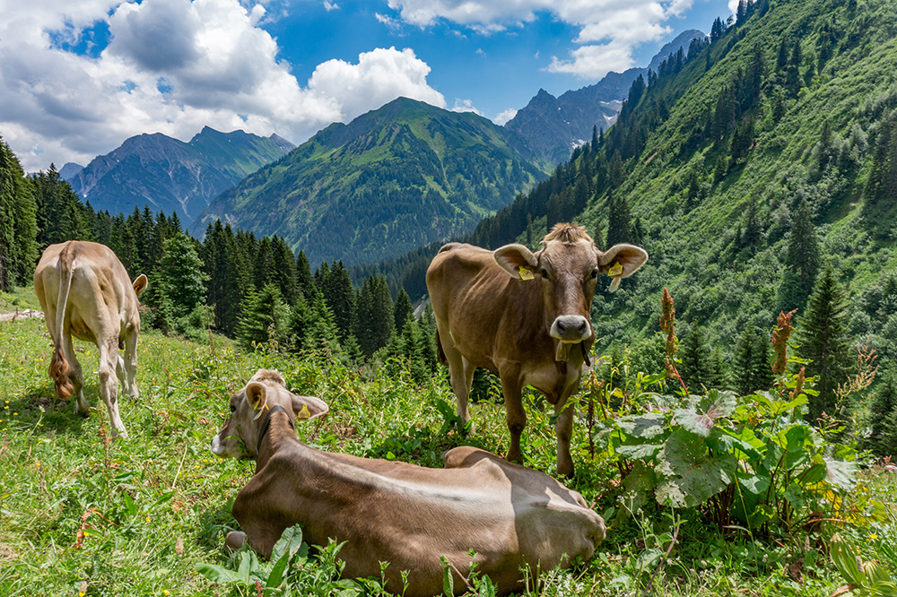 Frau Bergschön Kleinwalsertal Derratal Alpe Tour