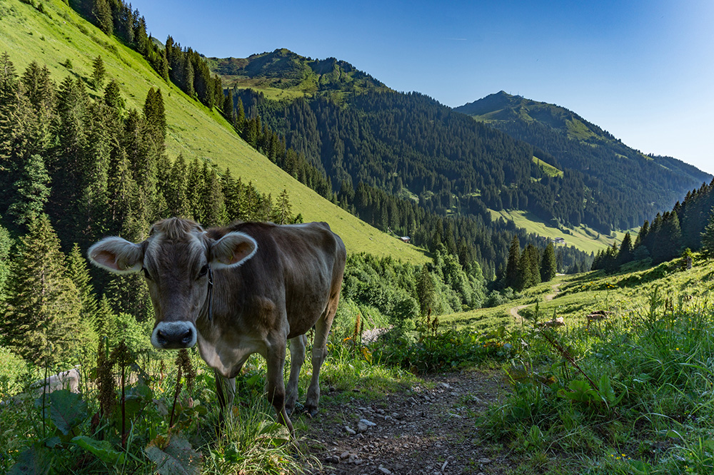 Frau Bergschön Kleinwalsertal Derratal Alpe Tour