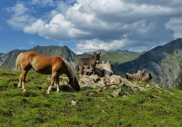 frau bergschön gutenalpe allgäu 