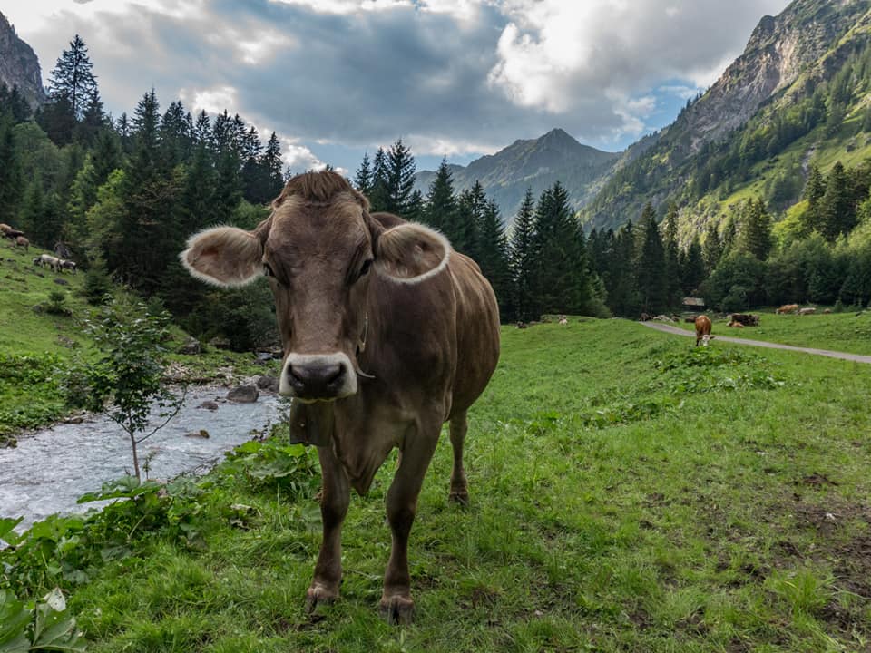 enzianhuette  bergschön fraubergschön