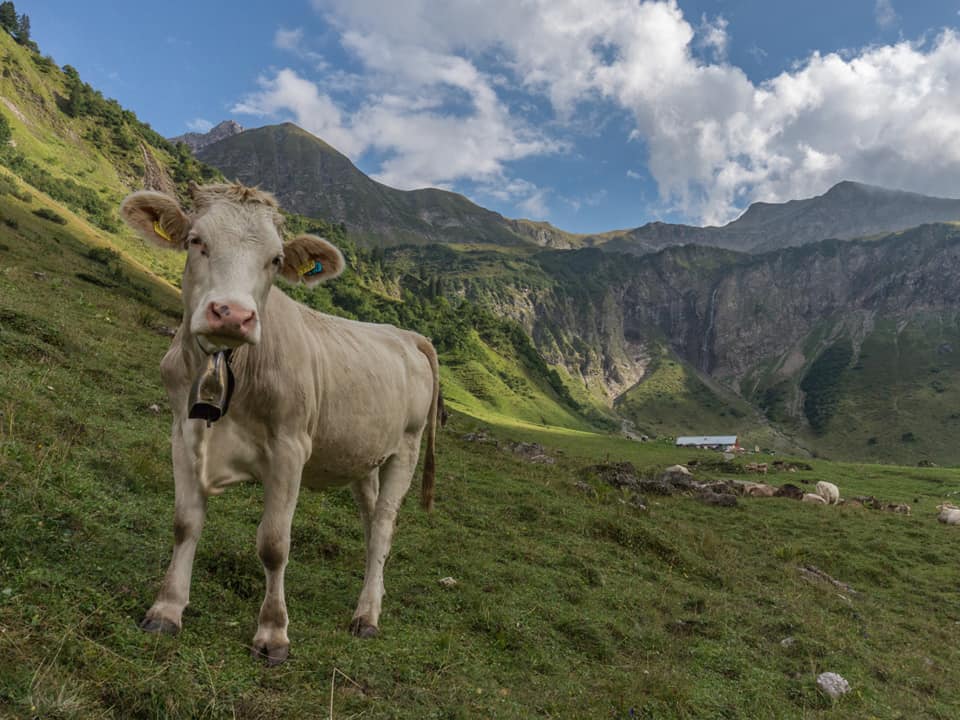 enzianhuette  bergschön fraubergschön