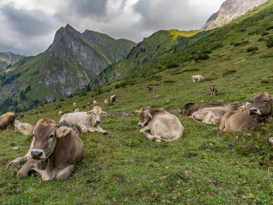 enzianhuette  bergschön fraubergschön