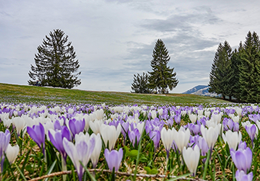 Bergschön Oberallgäu Burgberg Hündle