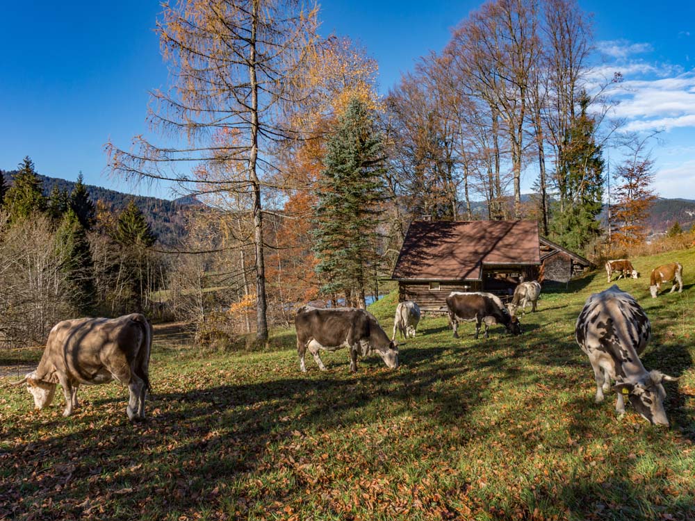 oberstdorf oberallgäu oberstdorf bergschön frau bergschön