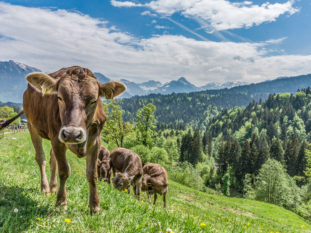 Frau bergschön Rohrmooser Tal Biketour