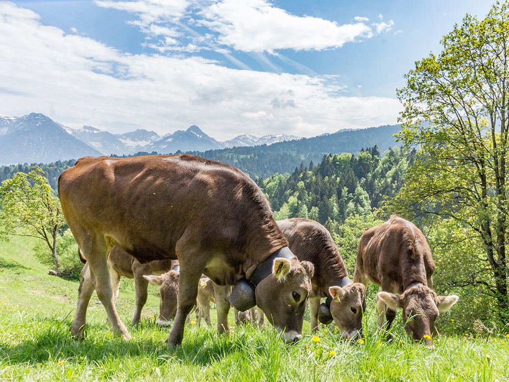 Frau bergschön Rohrmooser Tal Biketour