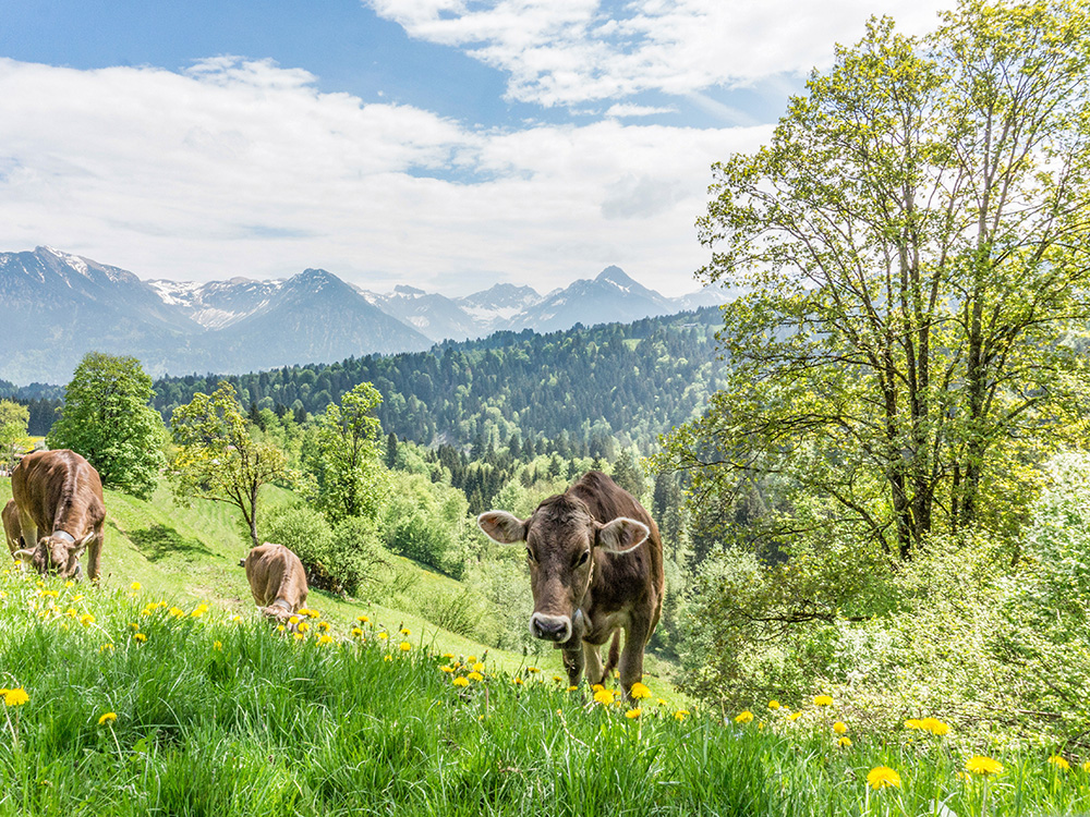 Frau bergschön Rohrmooser Tal Biketour