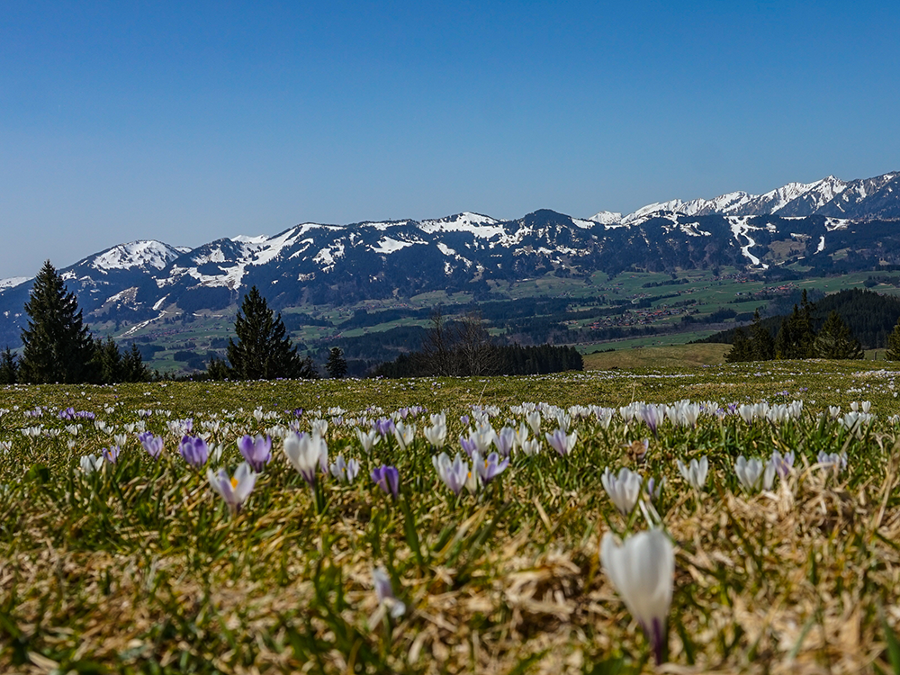 Frau Bergschön Oberallgäu Spielmannsau