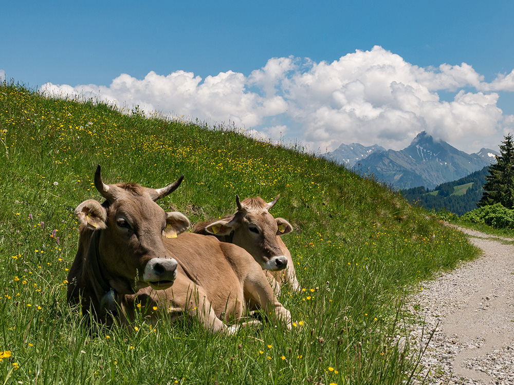 Frau Bergschön Oberallgäu Alpe Osterberg Wanderung Tipps Einkehren Essen