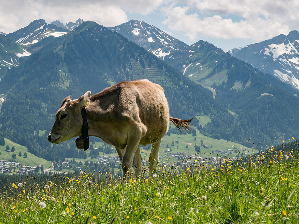 Frau Bergschön Oberallgäu Alpe Osterberg Wanderung Tipps Einkehren Essen