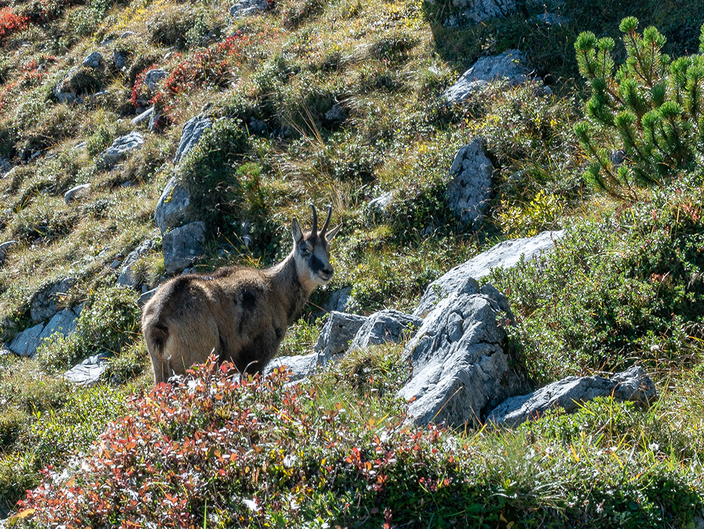 Frau Bergschön Engeratgundsee