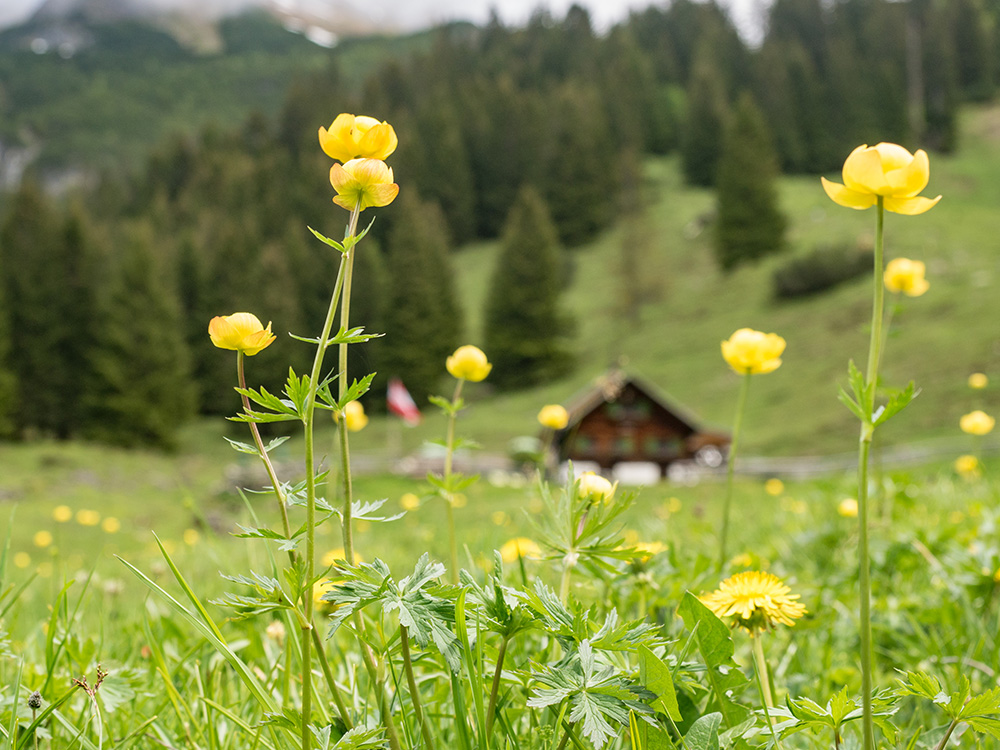 frau BErgschön Oberallgäu Fluchtalpe