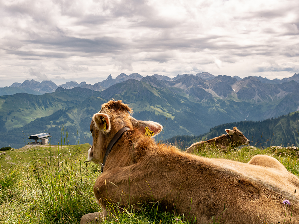 Frau Bergschön Hoher Ifen Bergtour