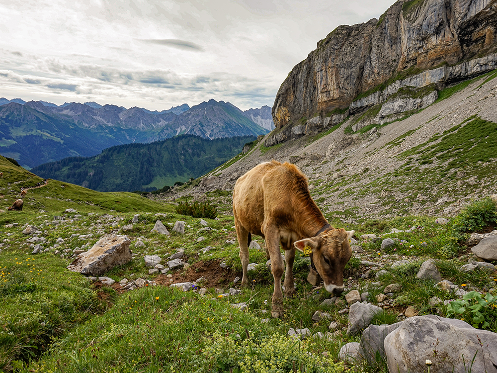 Frau Bergschön Hoher Ifen Bergtour