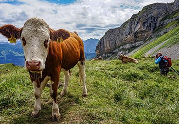 Frau Bergschön Hoher Ifen