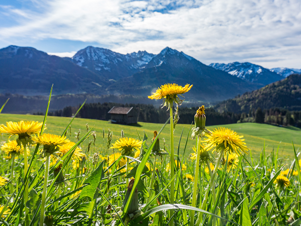 Alpsee Grünten Rottachberg Frau Bergschön Oberallgäu