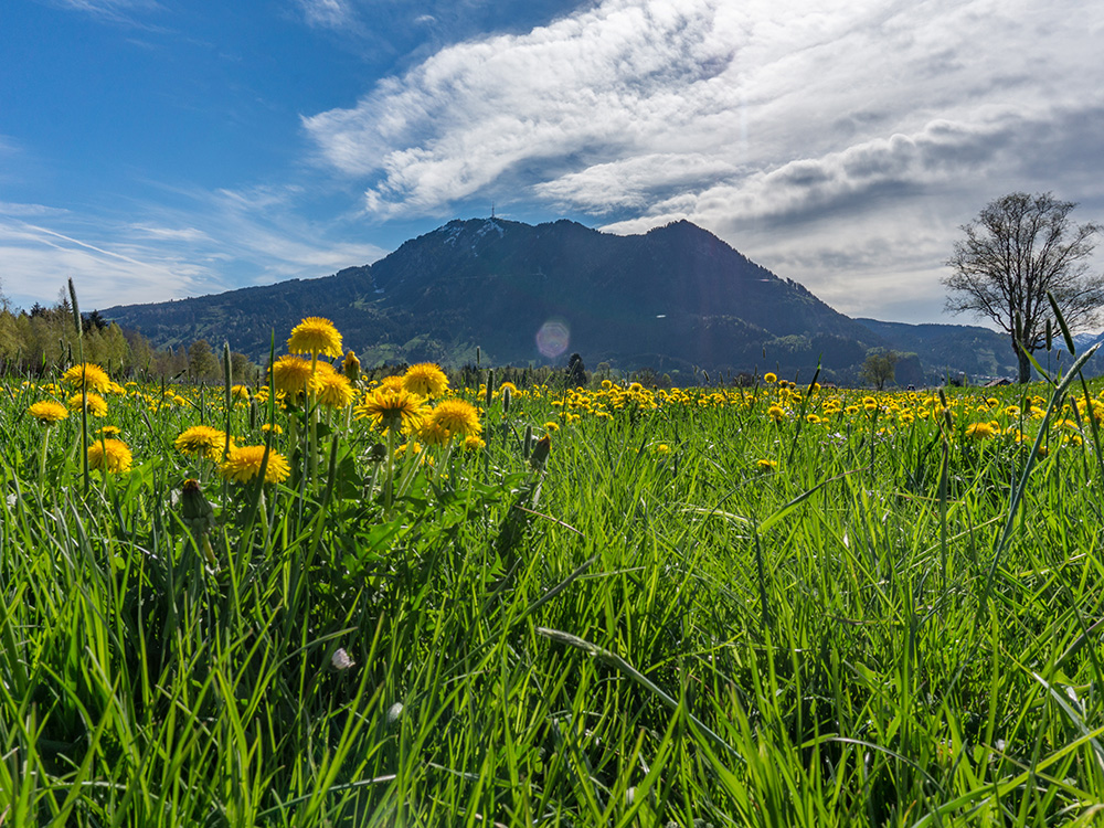 Alpsee Grünten Rottachberg Frau Bergschön Oberallgäu