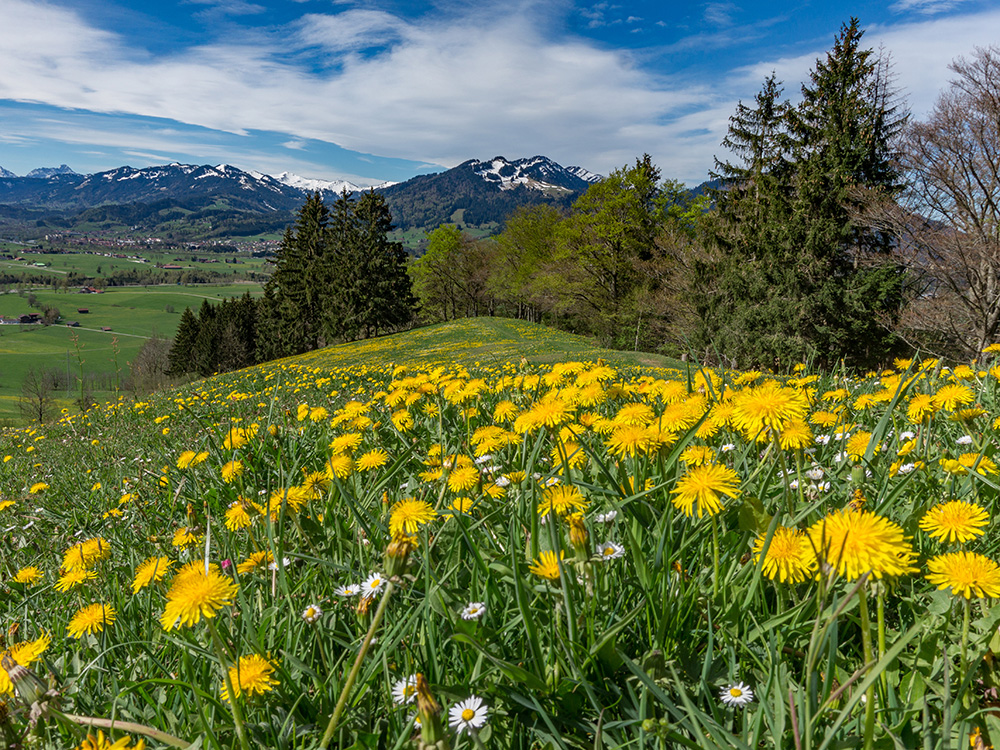 Alpsee Grünten Rottachberg Frau Bergschön Oberallgäu