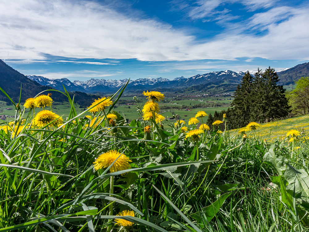 Alpsee Grünten Rottachberg Frau Bergschön Oberallgäu