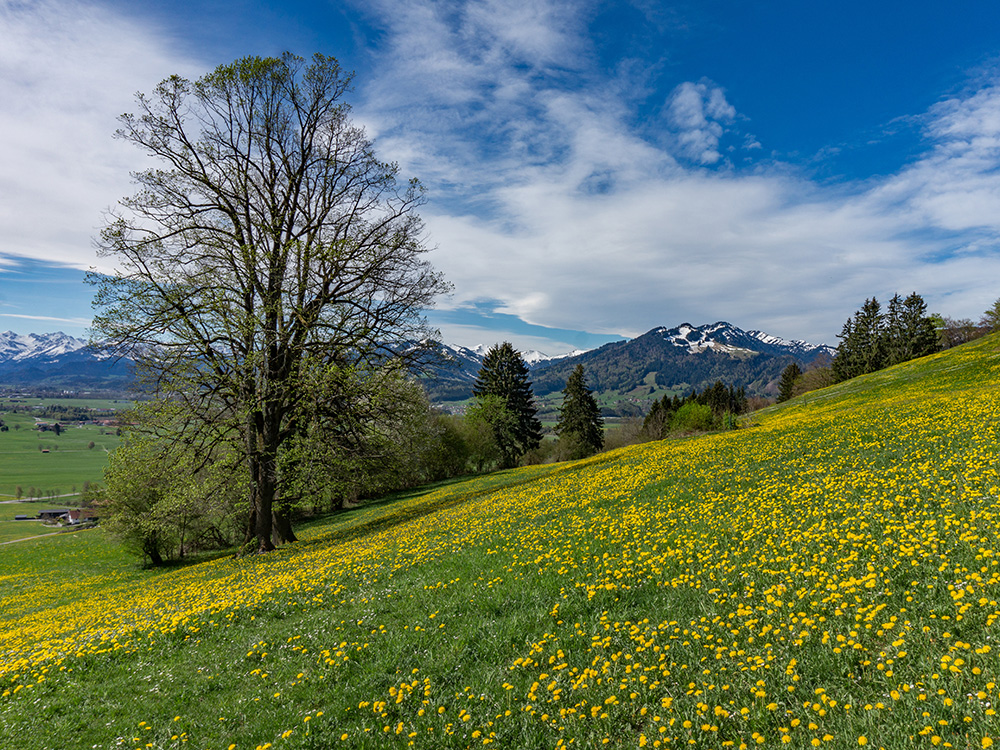 Alpsee Grünten Rottachberg Frau Bergschön Oberallgäu