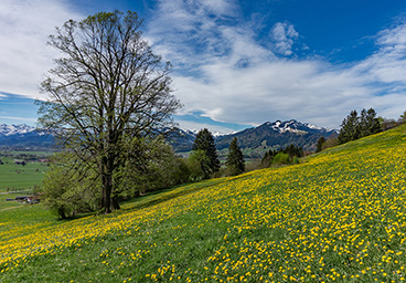 Frau Bergschön Alpsee Grünten Oberallgäu Rottachberg