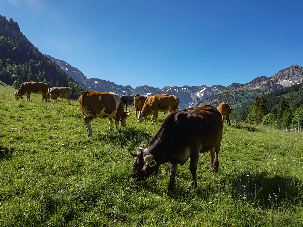 Frau Bergschön Retterschwangertal