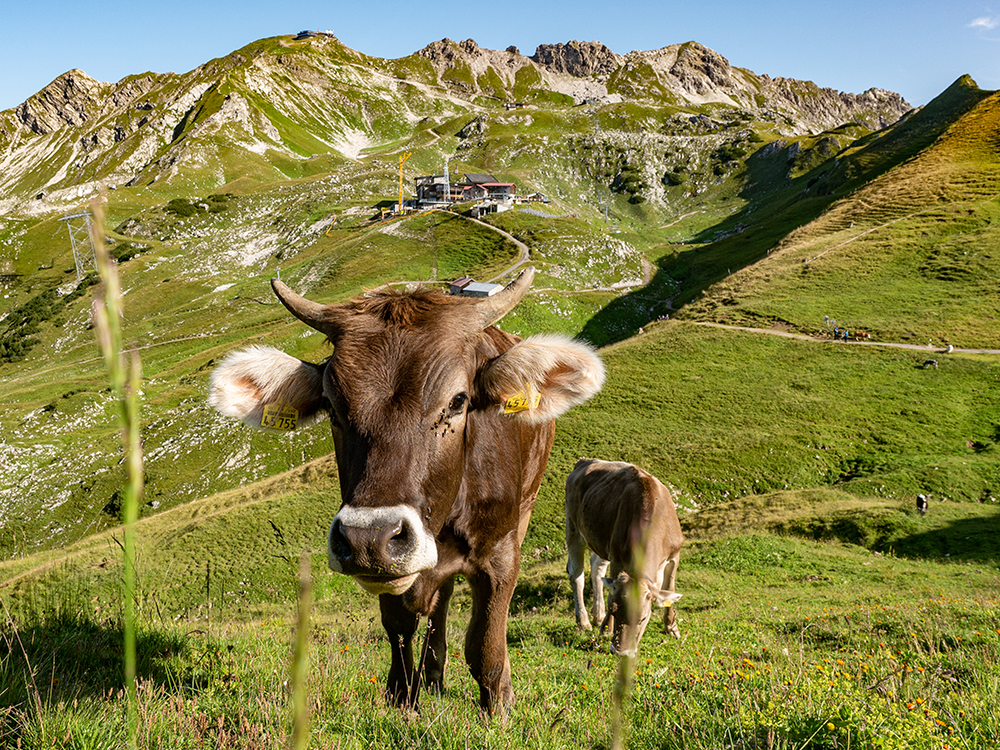 Frau Bergschön Gerstruben Andechser Natur