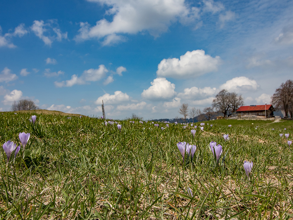 Siedelalpe Krokusse Oberallgäu