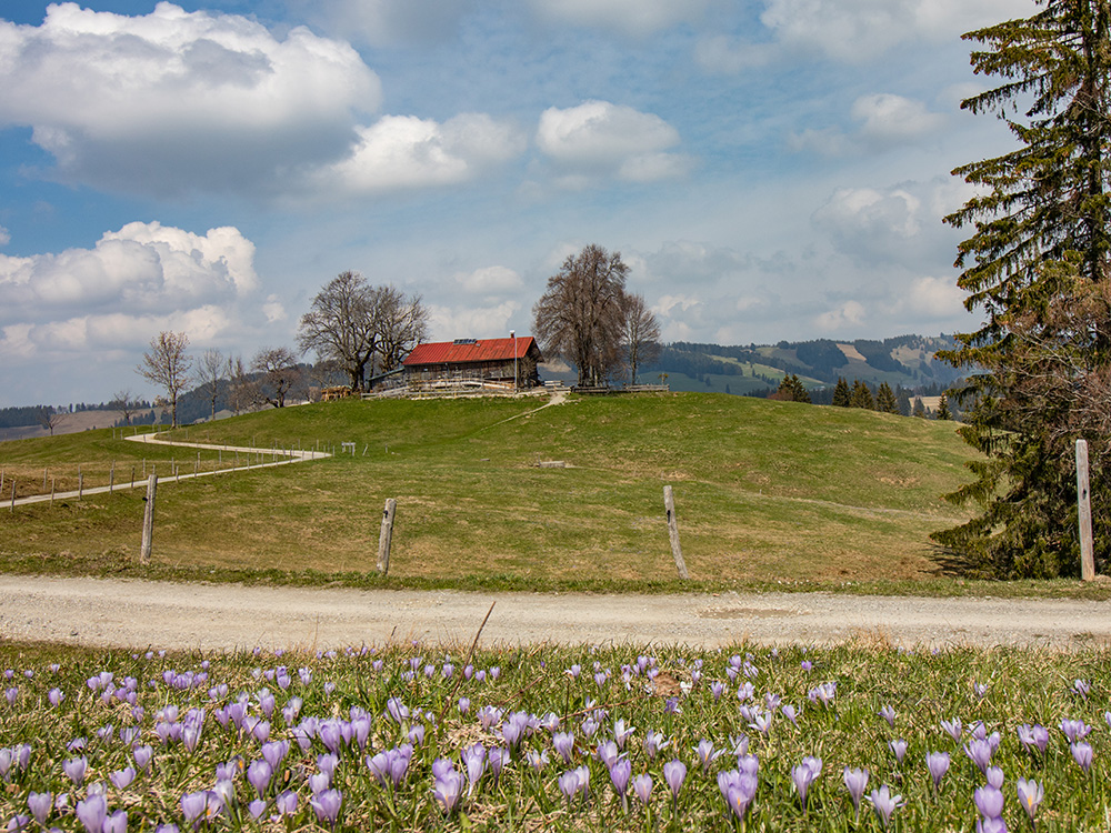 Siedelalpe Krokusse Oberallgäu