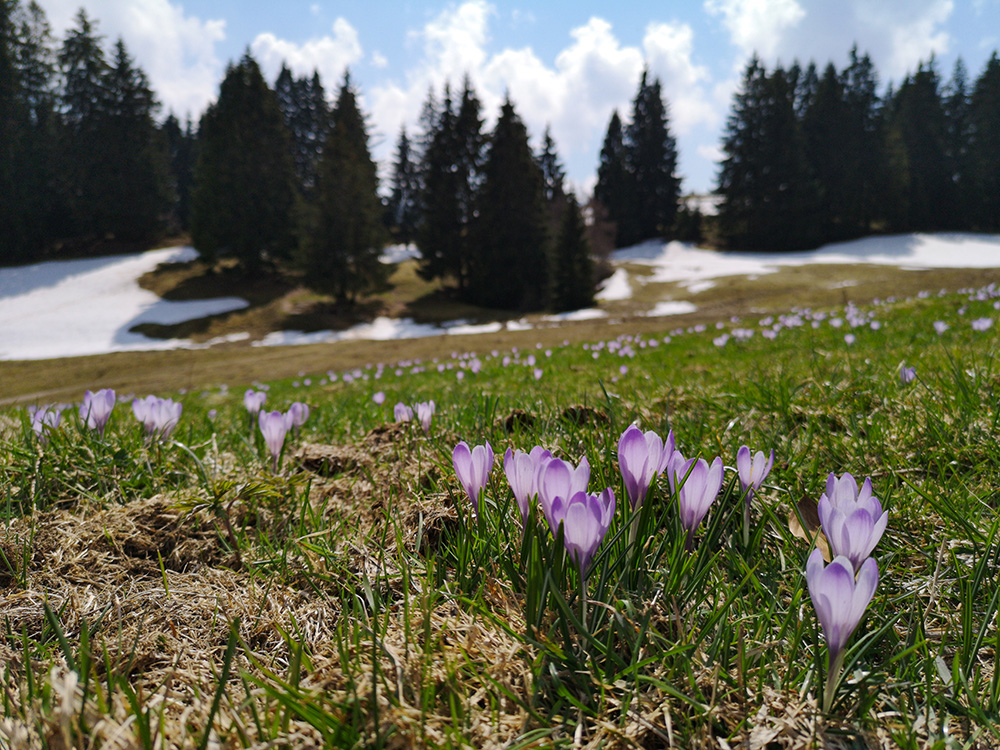 Siedelalpe Krokusse Oberallgäu