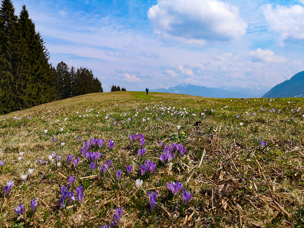 Siedelalpe Krokusse Oberallgäu