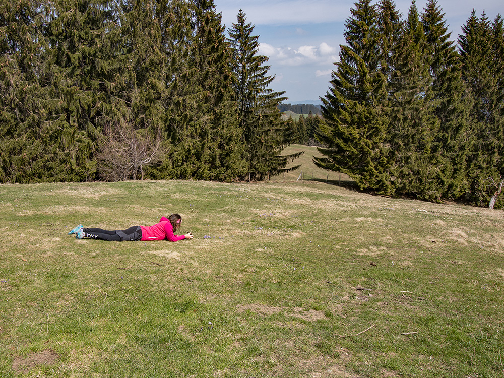 Siedelalpe Krokusse Oberallgäu