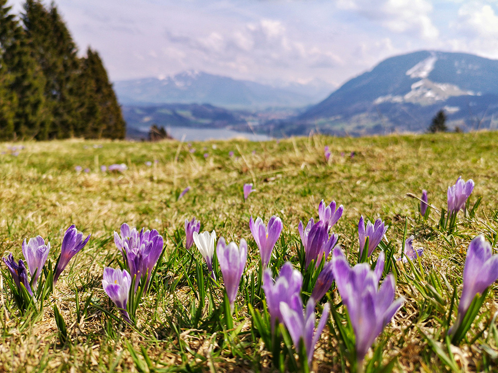 Siedelalpe Krokusse Oberallgäu