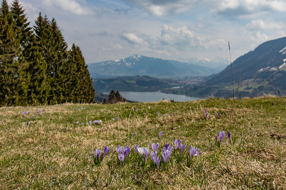 Siedelalpe Krokusse Oberallgäu