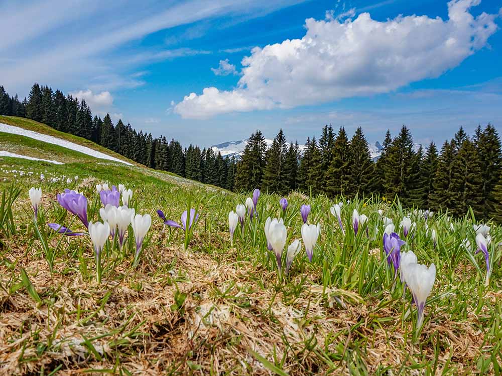 Frau Bergschön Söllereck Bergbahnen Oberstdorf