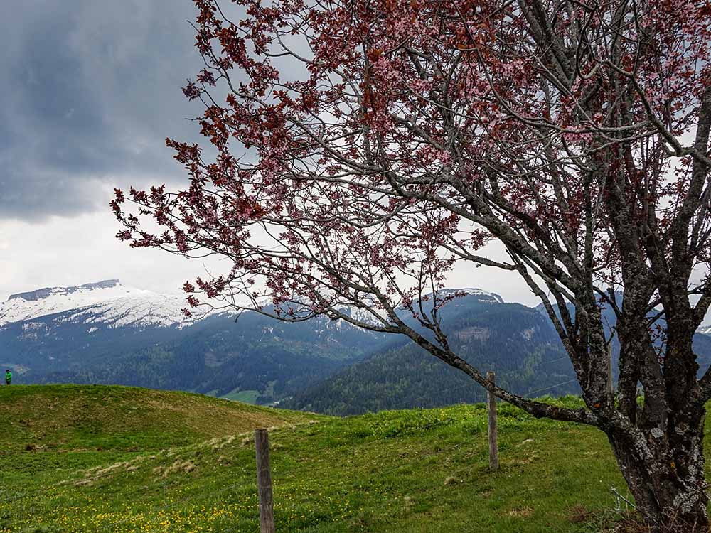 Frau Bergschön Söllereck Bergbahnen Oberstdorf