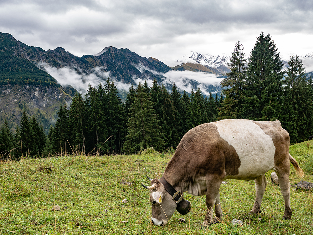 Frau Bergschön Gerstruben Andechser Natur