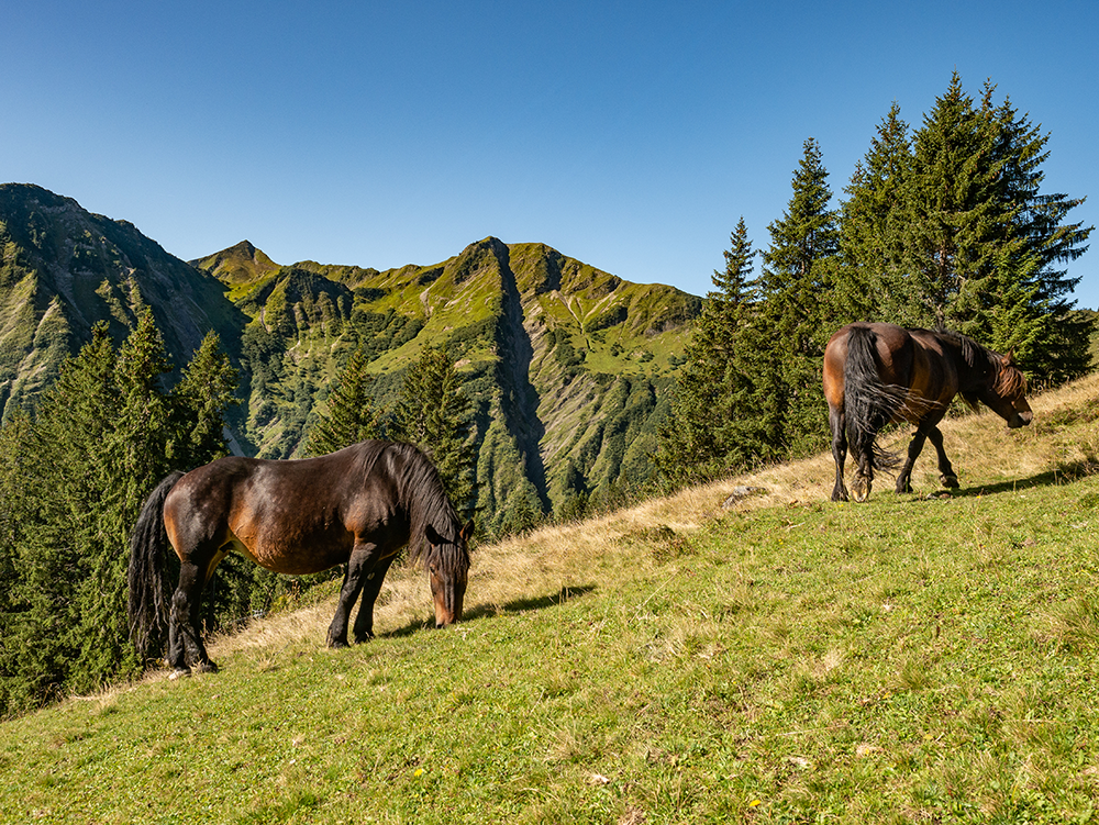 Frau Bergschön Engeratgundsee