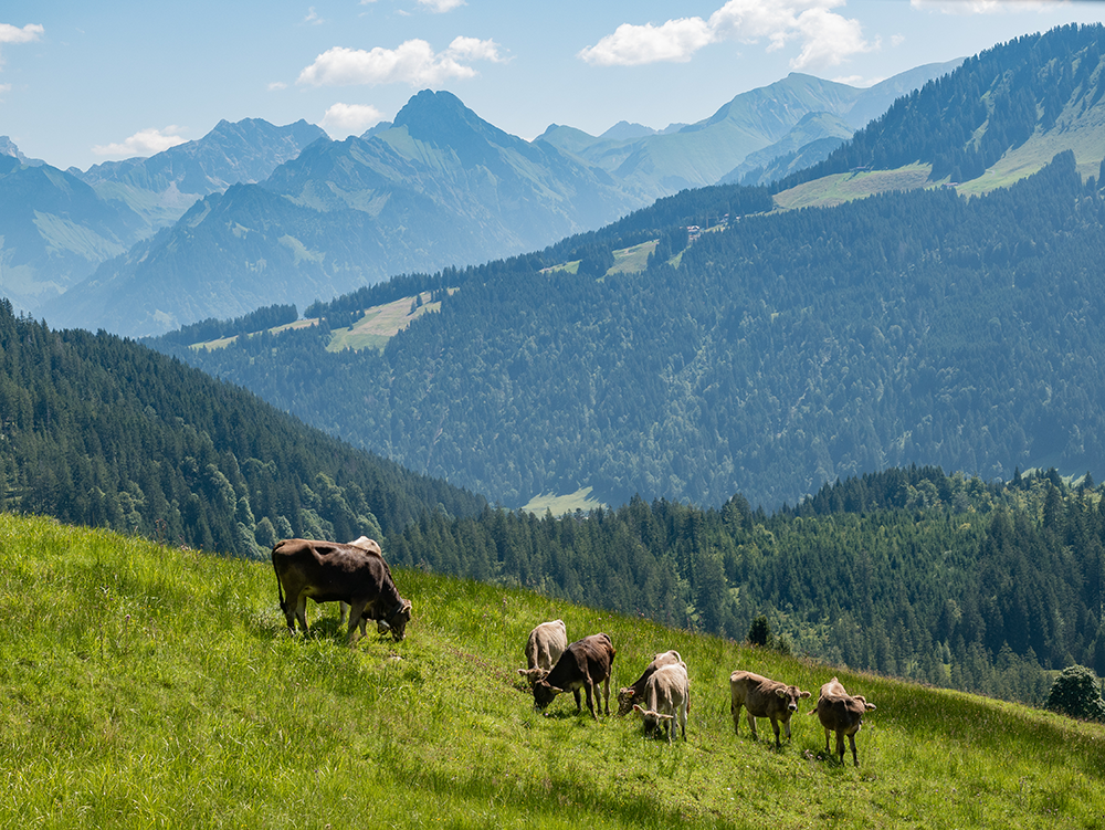 Frau Bergschoen Oytal Alpgenuss Käseralpe Gutenalpe Oberstdorf