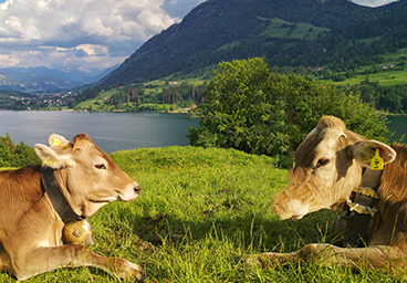 Bergschön TV Allgäu Oberallgäu Kleinwalsertal Tannheimer Tal