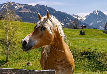 Bergschön TV Frau Bergschön Allgäu Oberallgäu Kleinwalsertal Tannheimer Tal