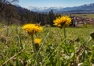 Bergschön TV Allgäu Oberallgäu Kleinwalsertal Tannheimer Tal